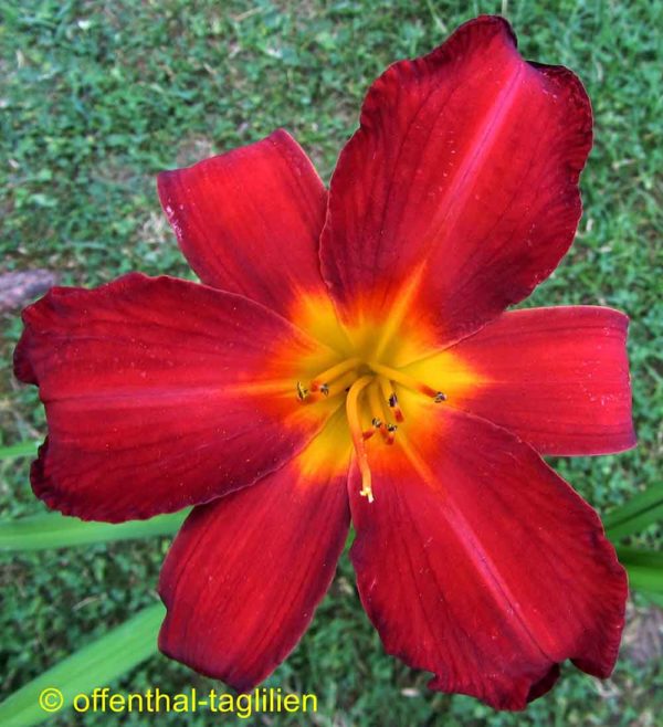 Hemerocallis / Taglilie 'Chipper Cherry'