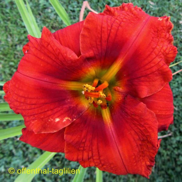 Hemerocallis 'Chireno'