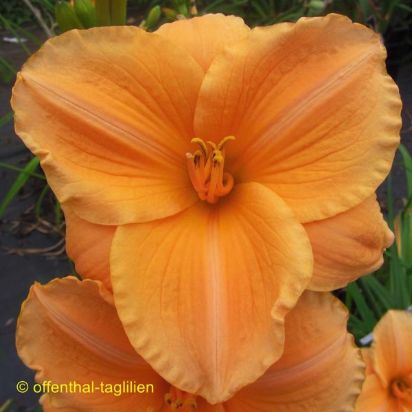 Hemerocallis 'Choral Charm'