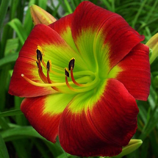 Hemerocallis 'Christmas Is'