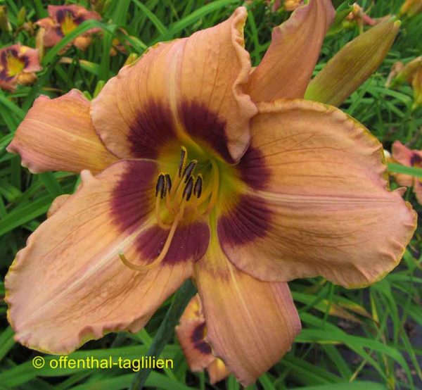 Hemerocallis / Taglilie 'Classic Caper'