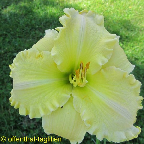 Hemerocallis 'Clementina's Light'