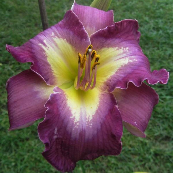 Hemerocallis 'Cognizant Dissonant'