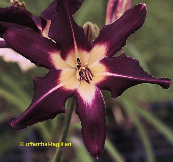 Hemerocallis / Taglilie 'College Colors'