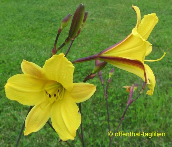 Hemerocallis / Taglilie 'Corky'