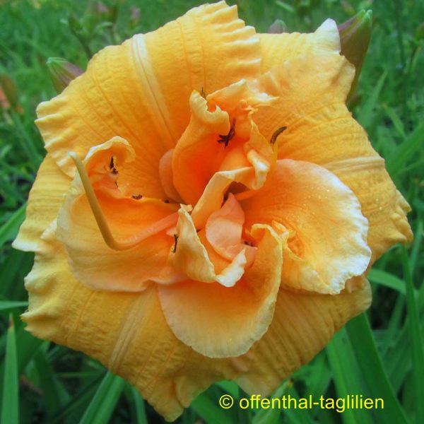 Hemerocallis 'Country Pride'