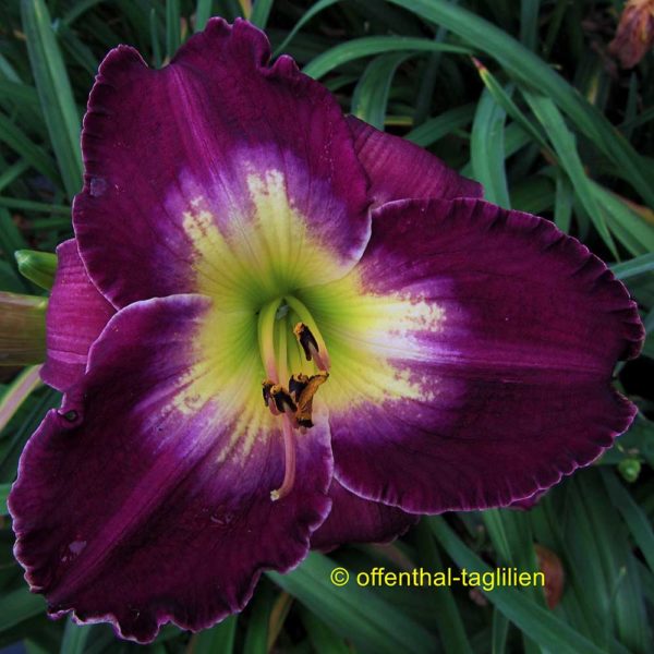 Hemerocallis 'Court Magician'