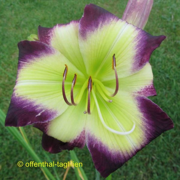 Hemerocallis 'Cradle of Bethlehem'