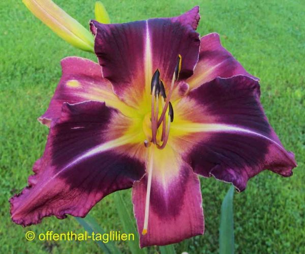 Hemerocallis / Taglilie 'Crazy Awesome'