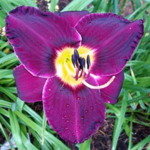 ‚Crown Royal‘