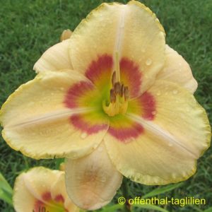 ‚Custard Candy‘