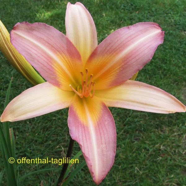 Hemerocallis 'Czar'