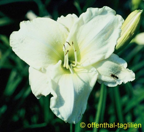 Hemerocallis / Taglilie 'Dad's Best White'
