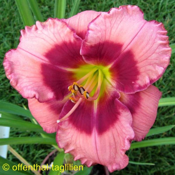 Hemerocallis / Taglilie 'Dan Mahony'