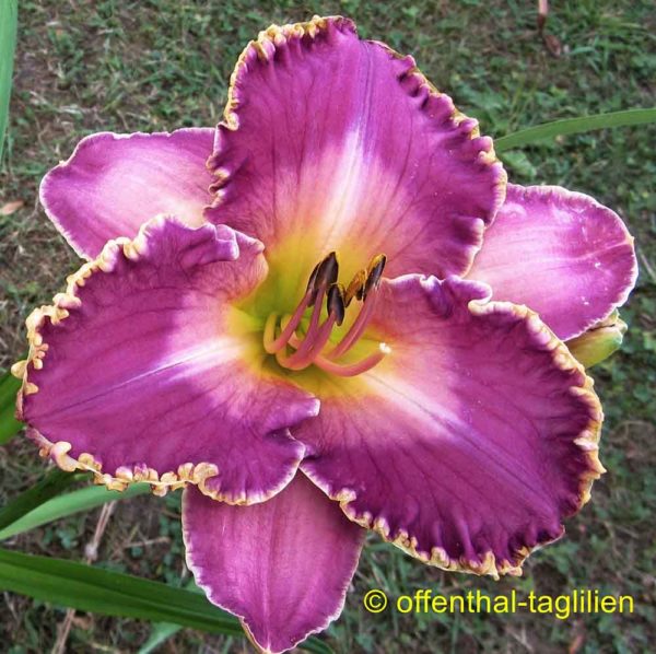Hemerocallis / Taglilie 'David Kirchhoff'