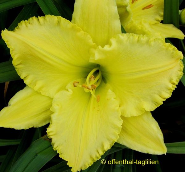 Hemerocallis / Taglilie 'Demetrius'