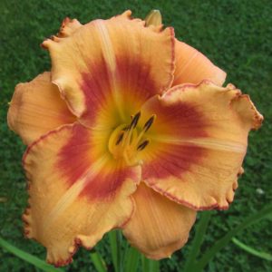 ‚Designer Gold‘