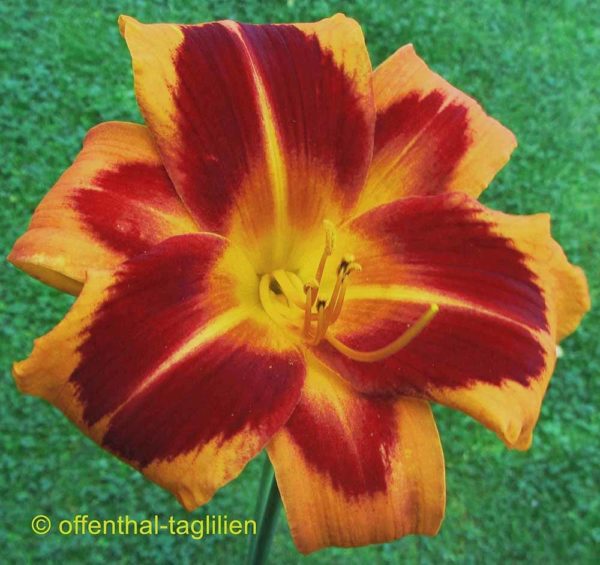 Hemerocallis / Taglilie 'Devil's Feather'