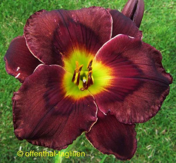 Hemerocallis / Taglilie 'Diana Grenfell'