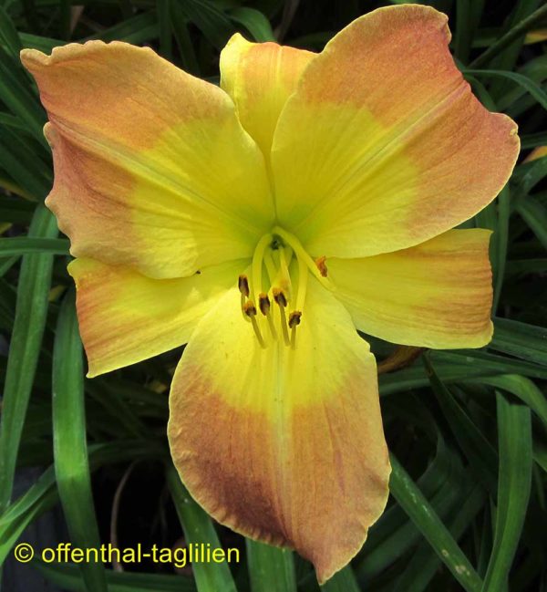 Hemerocallis / Taglilie 'Different Steps'