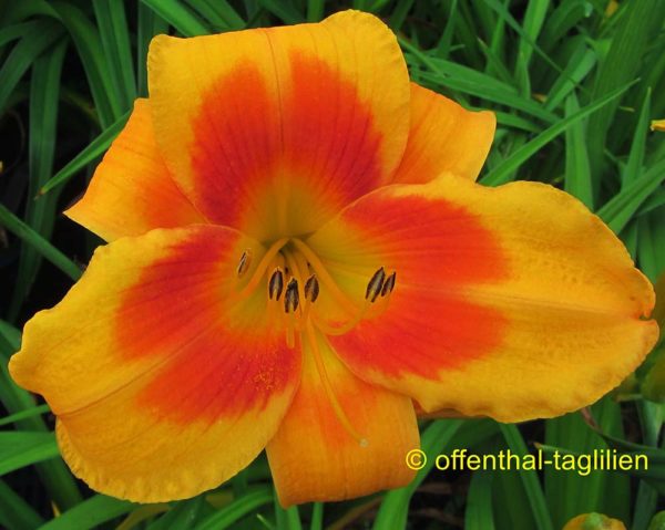 Hemerocallis / Taglilie 'Dorothy Burkey Conrad'