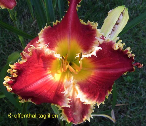 Hemerocallis / Taglilie 'Dragon Heart Stone'