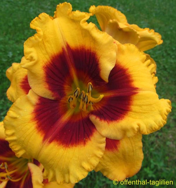 Hemerocallis / Taglilie 'Dragon Pinnata'