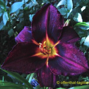 ‚Dunkler Baron‘