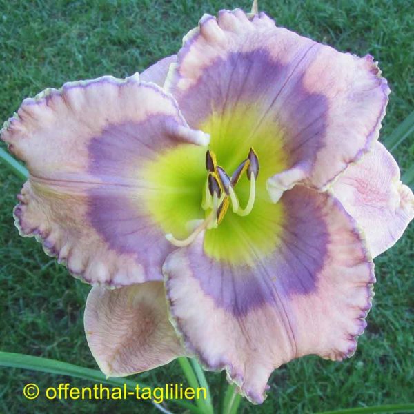Hemerocallis / Taglilie 'Dust And Gravity'