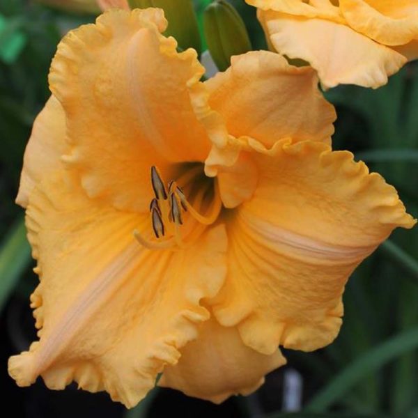 Hemerocallis / Taglilie 'Earth Angel'