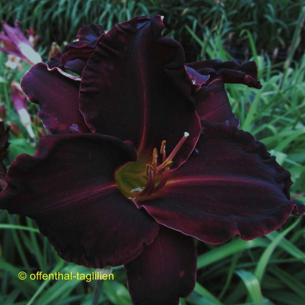 Hemerocallis / Taglilie 'Ed Murray'