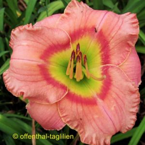 ‚Elegant Candy‘