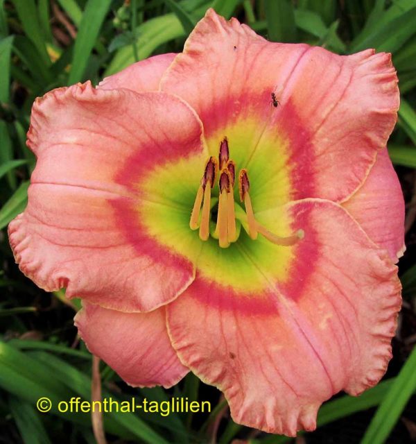 Hemerocallis / Taglilie 'Elegant Candy'