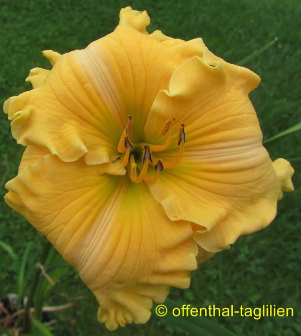Hemerocallis / Taglilie 'Elegant Parade'