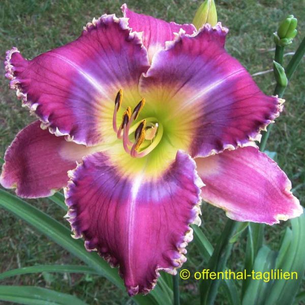 Hemerocallis / Taglilie 'Emmerich Sämling 11001'