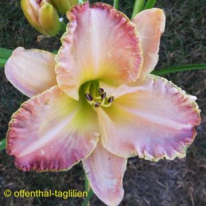 ‚Enchanted April‘