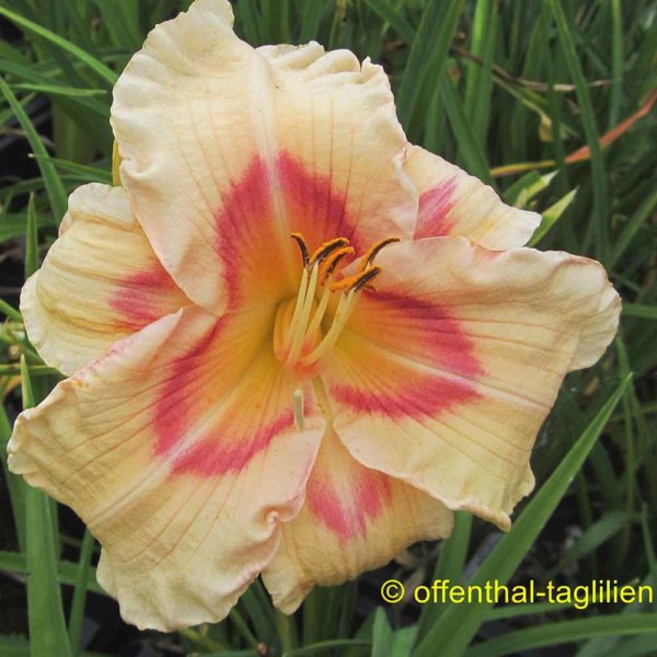 Hemerocallis / Taglilie 'Ethel Horne'