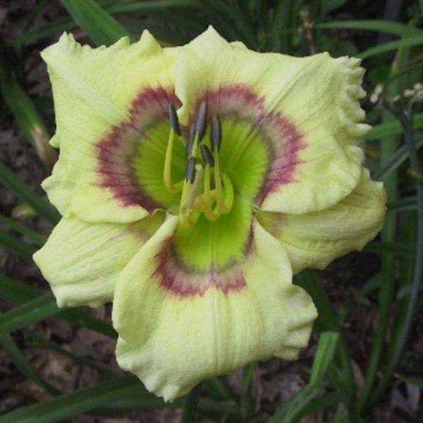 Hemerocallis / Taglilie 'Exotic Rings'