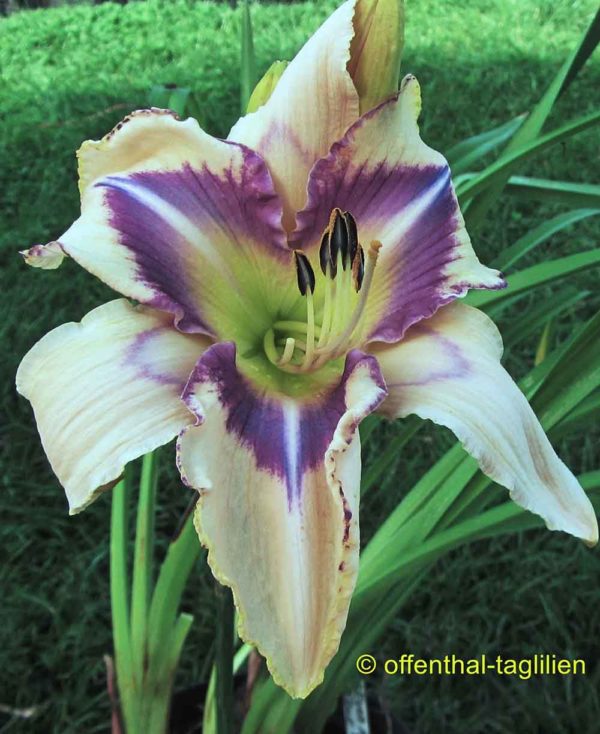 Hemerocallis / Taglilie 'Eyes A Blue'