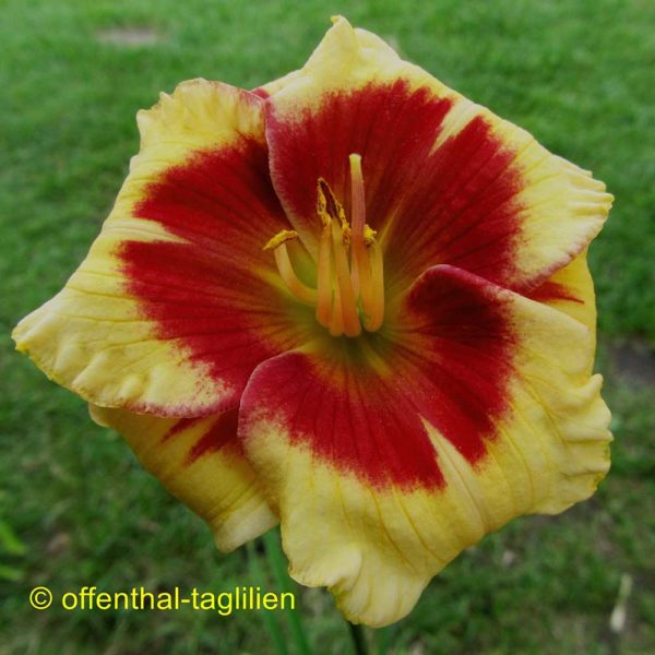 Hemerocallis / Taglilie 'Fair Game'