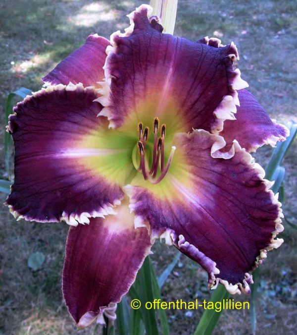 Hemerocallis / Taglilie 'Fangs To You'