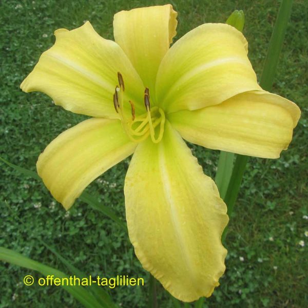 Hemerocallis / Taglilie 'Festive Jousting'