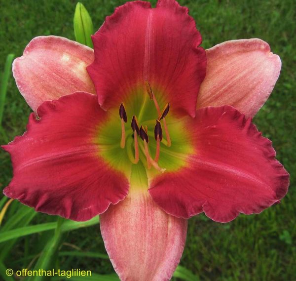 Hemerocallis / Taglilie 'Final Touch'