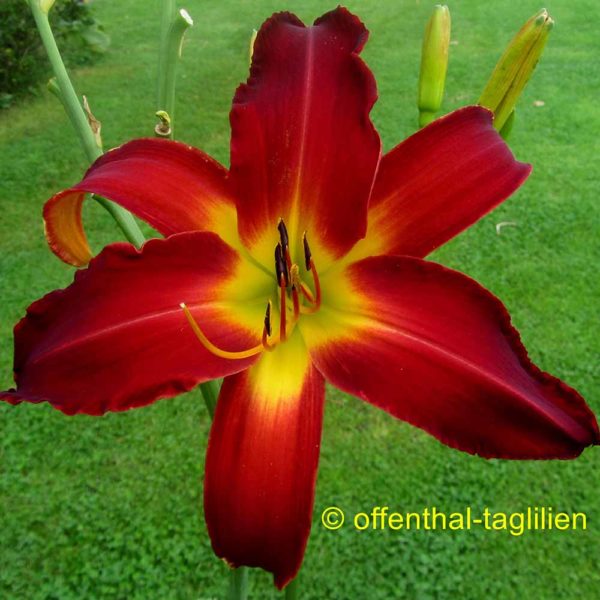 Hemerocallis / Taglilie 'Fire Fountain'