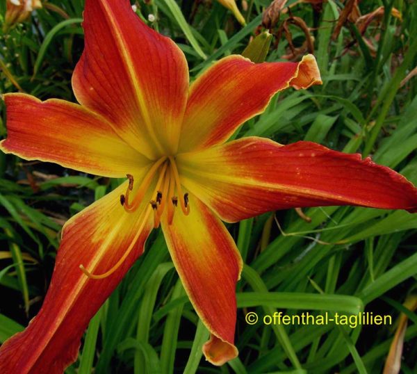 Hemerocallis / Taglilie 'Firestorm'