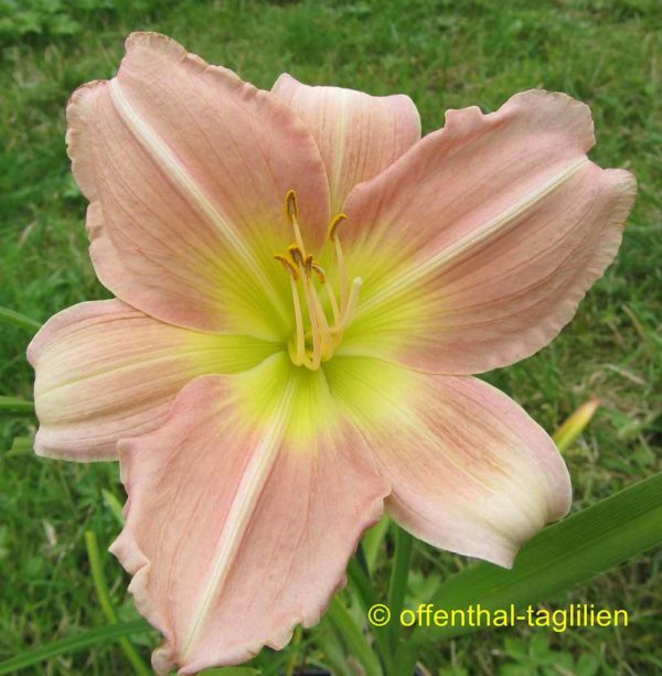 Hemerocallis / Taglilie 'Florissant Miss'