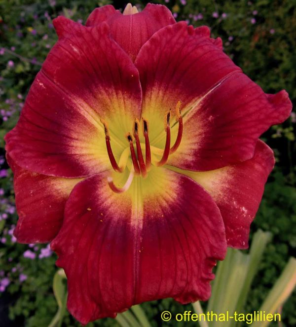 Hemerocallis / Taglilie 'Forsyth Flamingo'