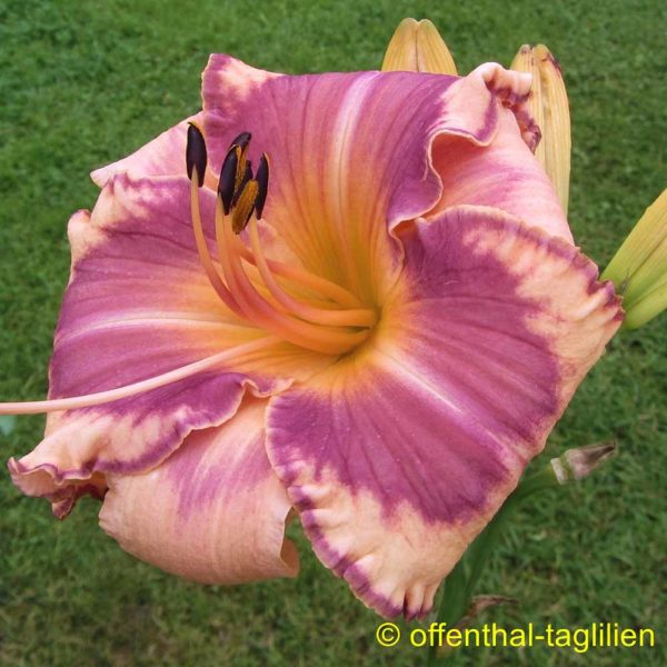 Hemerocallis / Taglilie 'Fragment Of A Song'