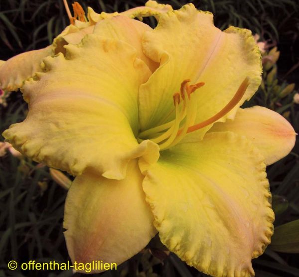 Hemerocallis / Taglilie 'Fragrant Bouquet'