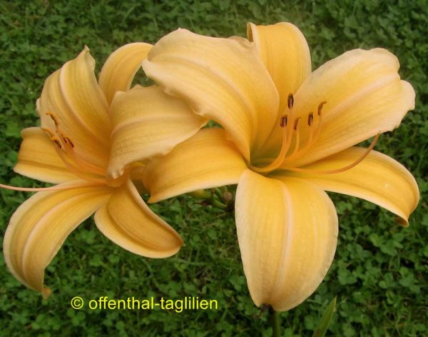 Hemerocallis / Taglilie 'Frances Fay'